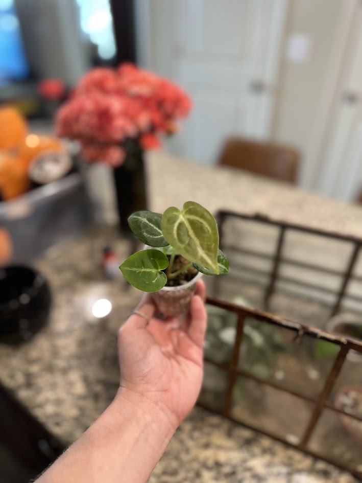 RARE Anthurium Black Crystal x Clarinervium Hybrid