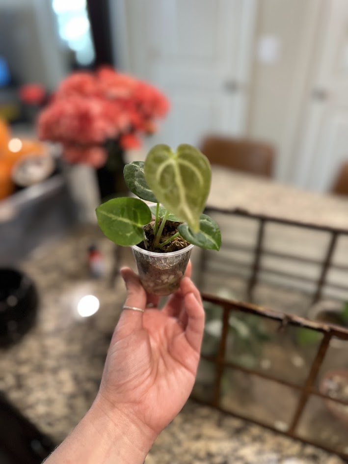RARE Anthurium Black Crystal x Clarinervium Hybrid