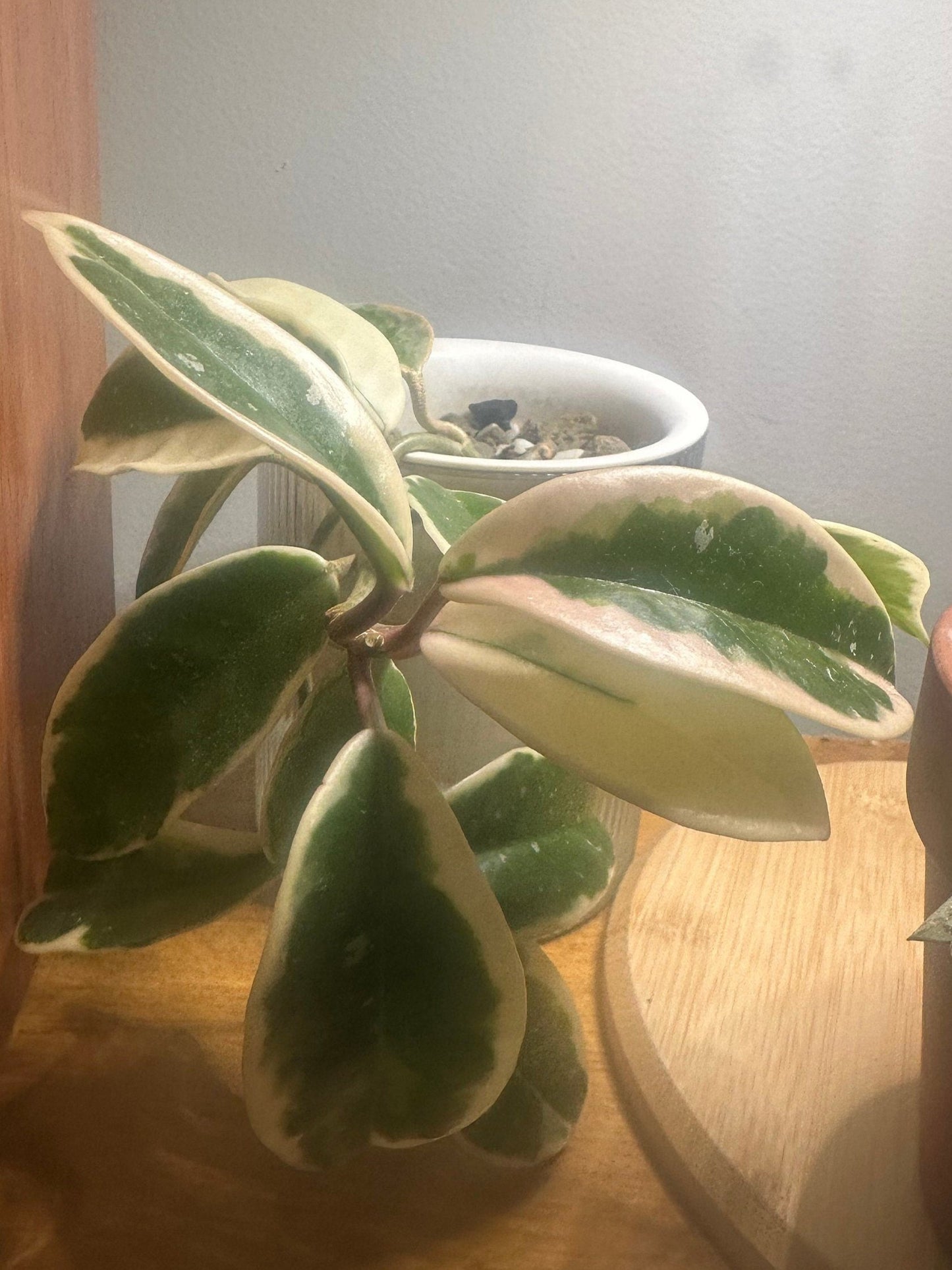 Hoya Carnosa Crimson Queen Unrooted Cutting LIVE