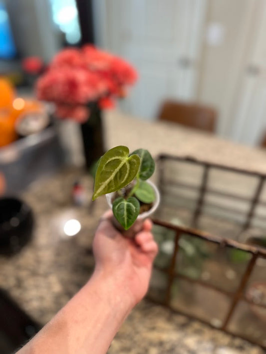 RARE Anthurium Black Crystal x Clarinervium Hybrid