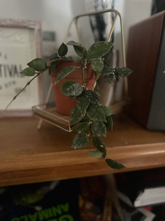 Hoya Krohniana Silver Splash 3-Leaf Cutting