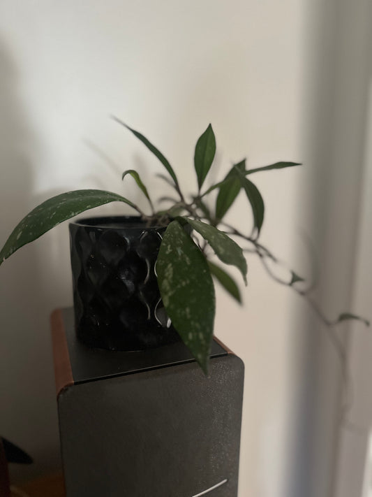 Hoya Lacunosa Splash 3-Leaf Cutting