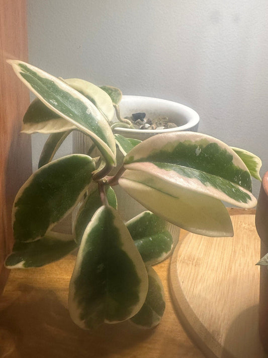 Hoya Carnosa Crimson Queen Unrooted Cutting LIVE